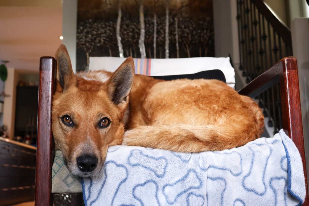 An Australian Cattle Dog laying on a chair indoors.