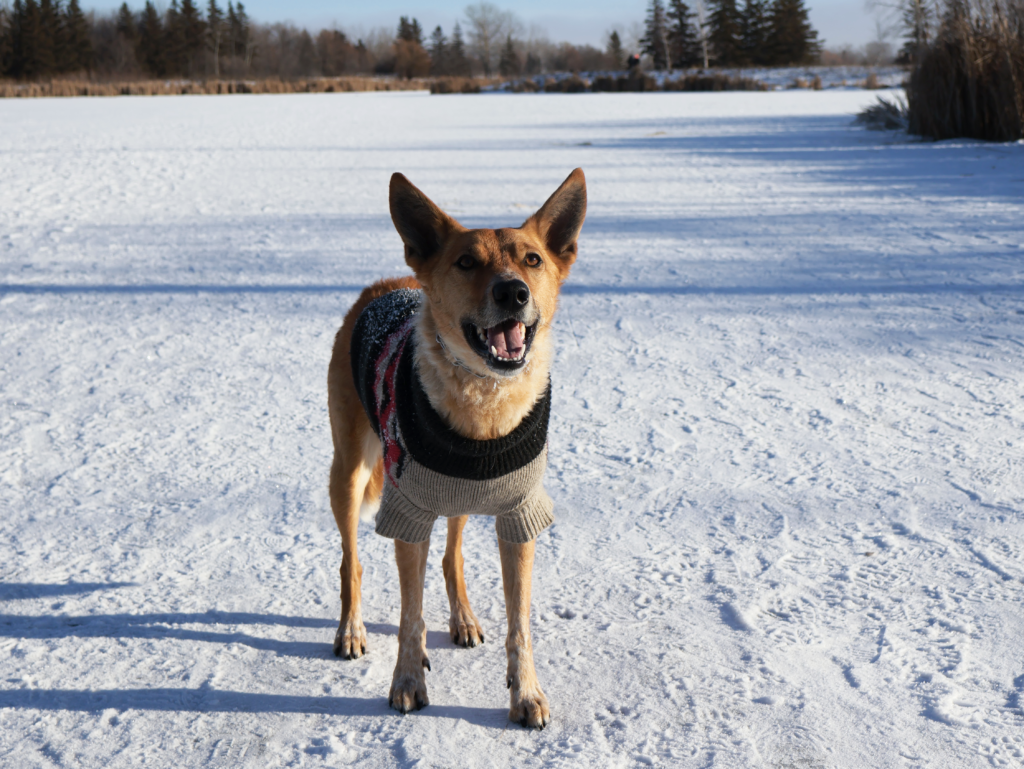 An Australian Cattle Dog standing at the ready.