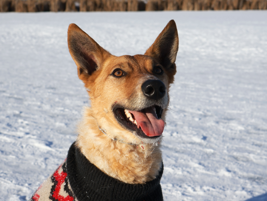 An Australian Cattle Dog smiling.