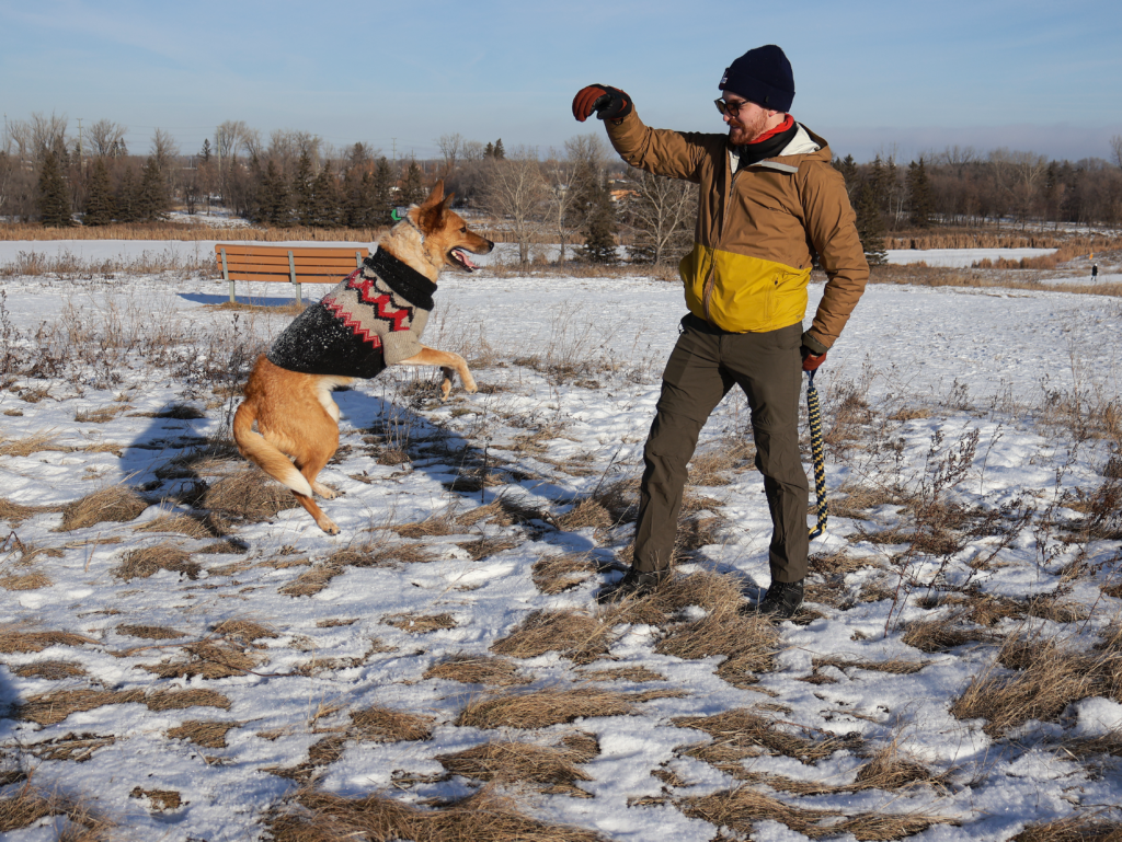 An Australian Cattle Dog performing a trick.