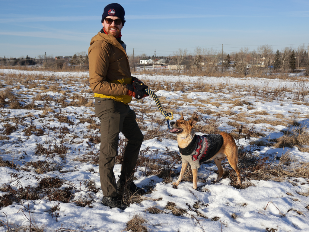 An Australian Cattle Dog waits excitedly to play with a rope toy.