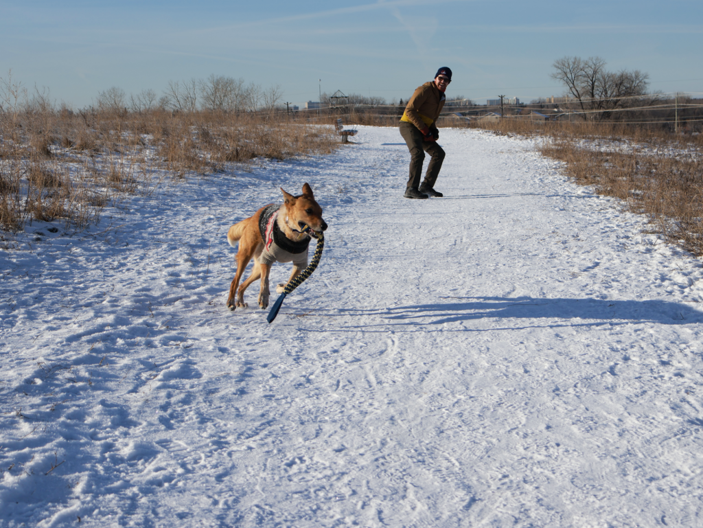 An Australian Cattle Dog running with a rope toy in his mouth.