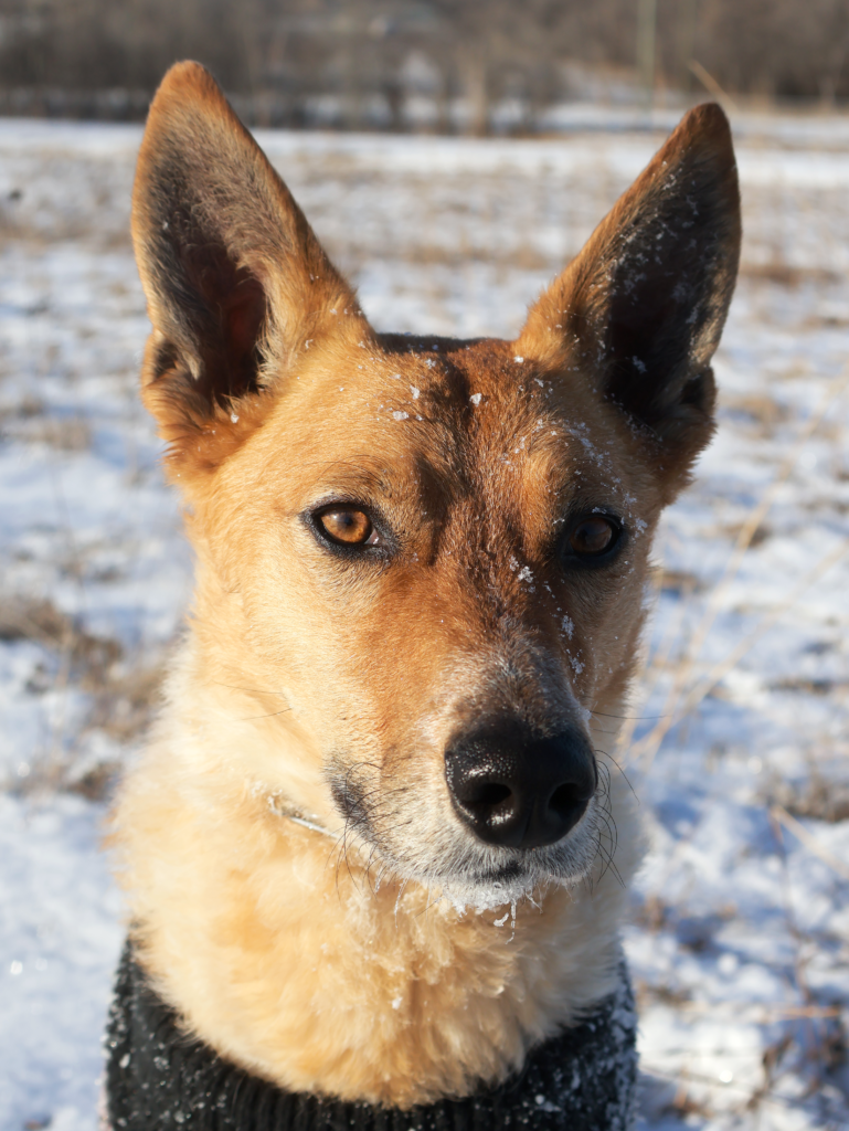 An Australian Cattle Dog staring forward with flakes of snow on his face.